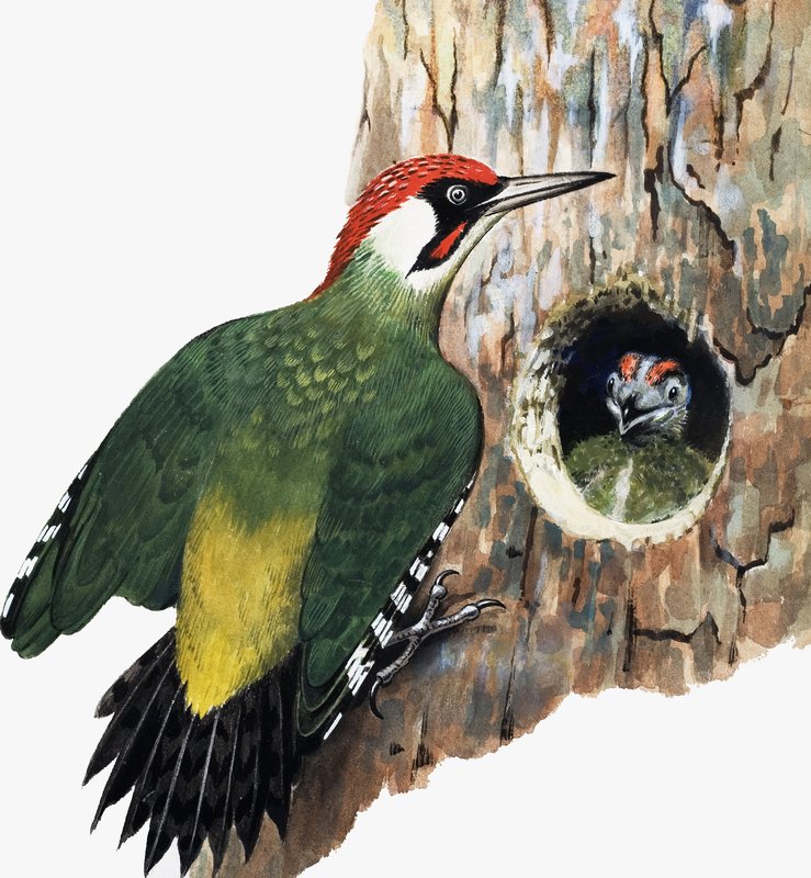 Hakkespett og kylling (gouache på papir) av R.B. Davis