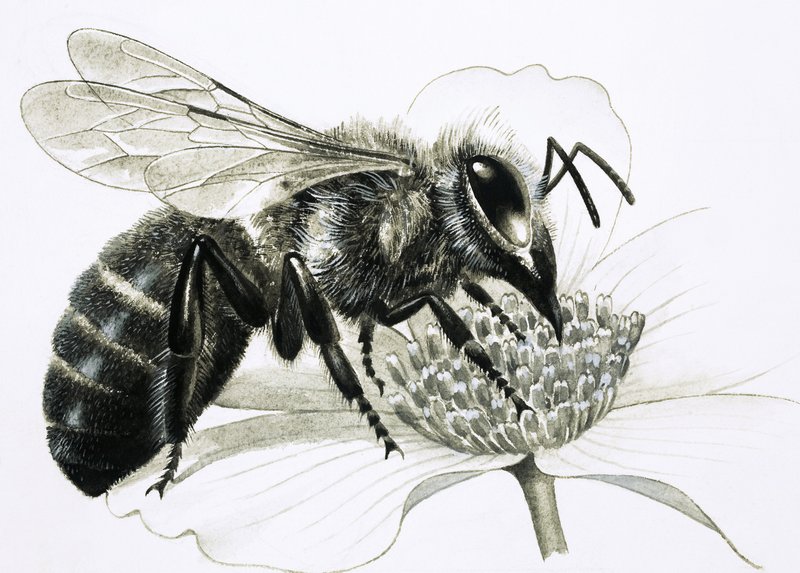 Arbeiderbie samler nektar fra blomst av R.B. Davis