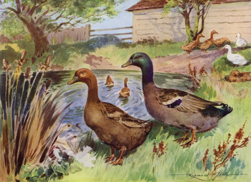 Illustrasjon for My Farm (farge litho) av Reginald Mills
