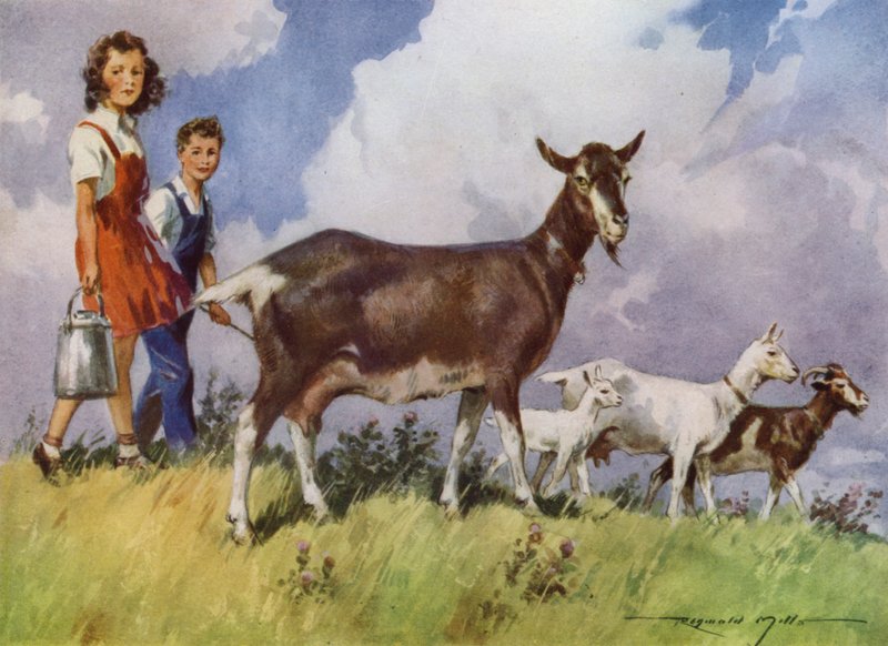 Illustrasjon for My Farm (farge litho) av Reginald Mills