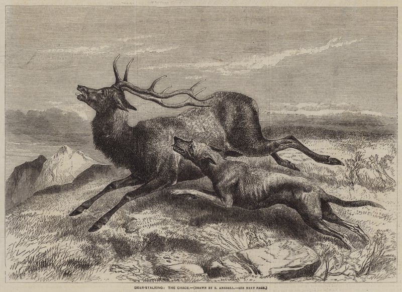 Deer-Stalking, Chace av Richard Ansdell