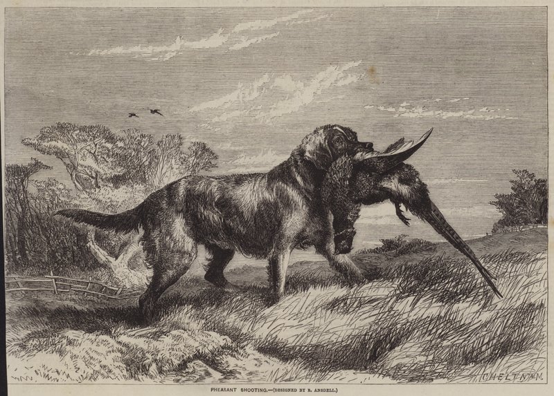 Fasanskyting av Richard Ansdell