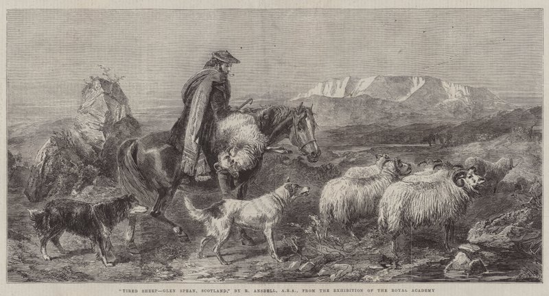 Tired Sheep, Glen Spean, Skottland, fra utstillingen til Royal Academy av Richard Ansdell