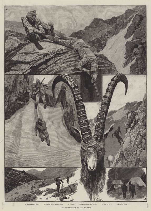 Ibex-Shooting in the Himalaya gravering av Richard Caton Woodville junior