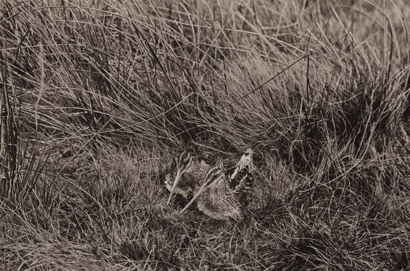 Snipes som dekker unge (s/hvitt bilde) av Richard and Cherry Kearton