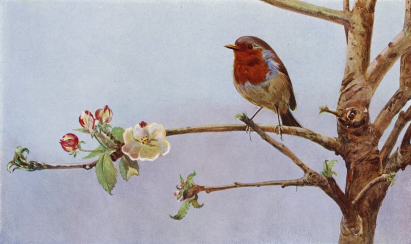 Robin (bilde) av Richard and Cherry Kearton