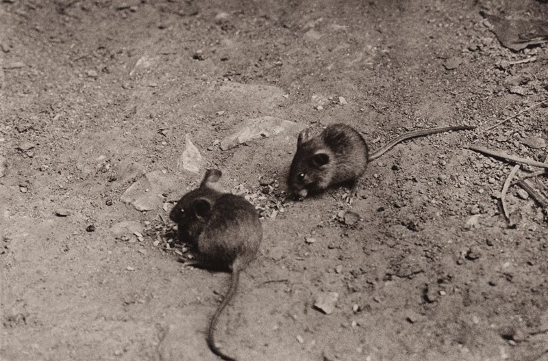 Mus til kveldsmat (s/hv-bilde) av Richard and Cherry Kearton