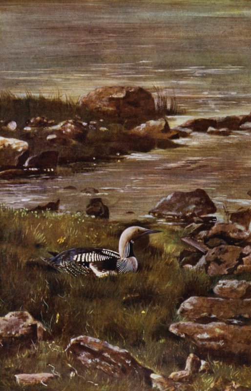 Den svartstrupede dykkeren (bilde) av Richard and Cherry Kearton