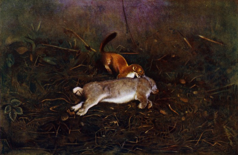 The stoat (bilde) av Richard and Cherry Kearton