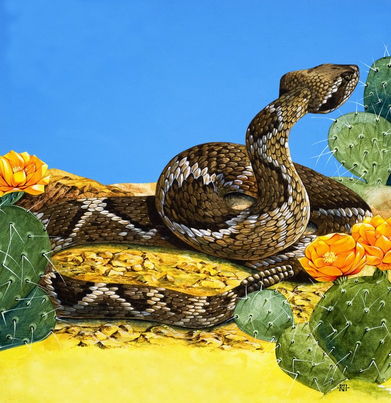 Klapperslangens advarsel, fra «Det var en gang» (gouache på papir) av Richard Hook