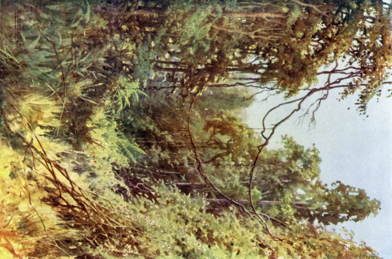 En skogsglede av Robert George Talbot Kelly
