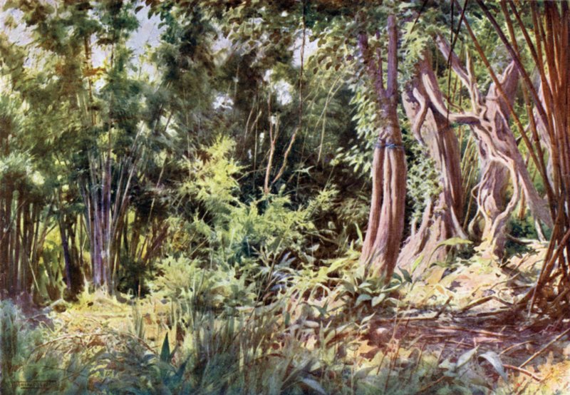Jungel ved Delanchoon av Robert George Talbot Kelly