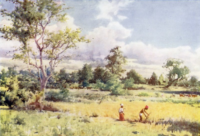 Skrubbjungelen av Robert George Talbot Kelly