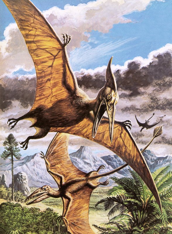 Pteranodon (øverst) og Rhamphorhynchus (nederst) av Roger Payne