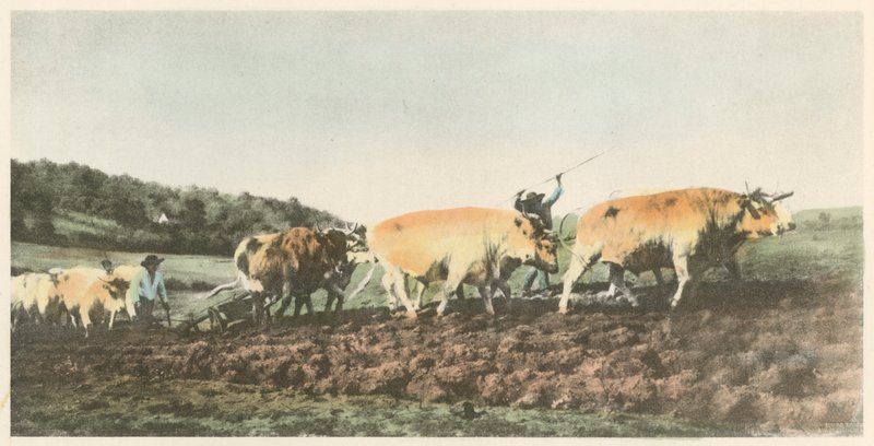 Pløying i Nivernais av Rosa Bonheur