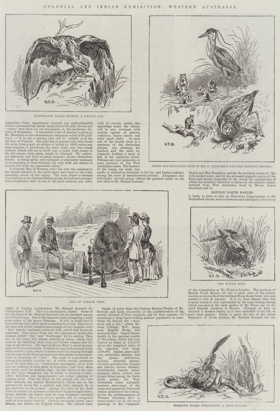 Colonial and Indian Exhibition, Western Australia av S.T. Dadd