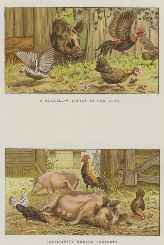 Farmyard Scenes (chromolitho) av S.T. Dadd