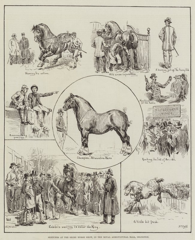 Skisser på Shire Horse Show, i Royal Agricultural Hall, Islington av S.T. Dadd
