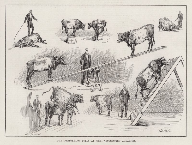 The Performing Bulls at the Westminster Aquarium (gravering) av S. T. Dadd