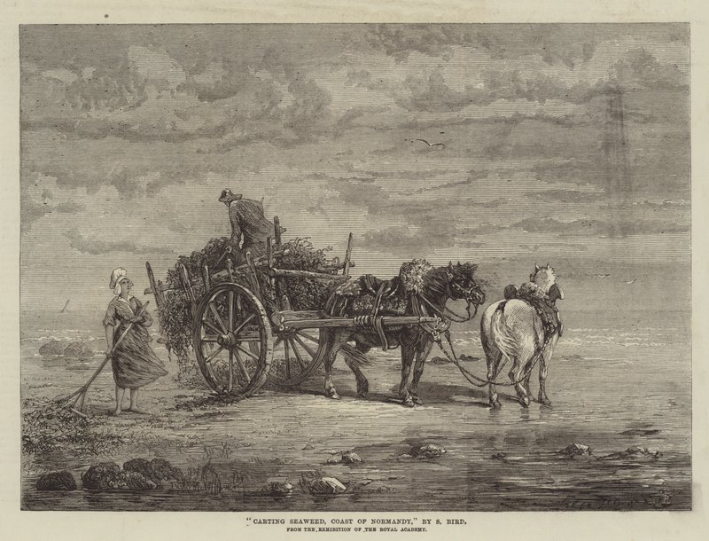 Carting Seaweed, Coast of Normandy, fra utstillingen til Royal Academy av Samuel C. Bird