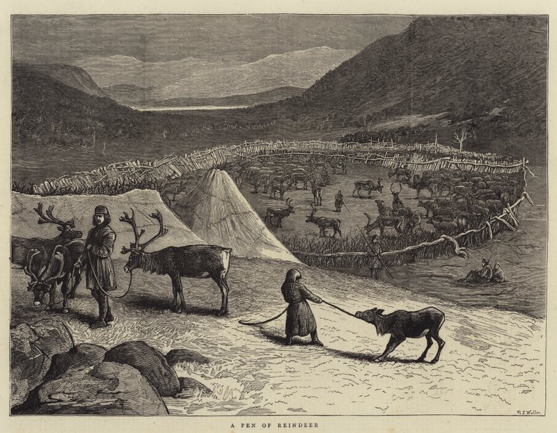 En penn av reinsdyr av Samuel Edmund Waller