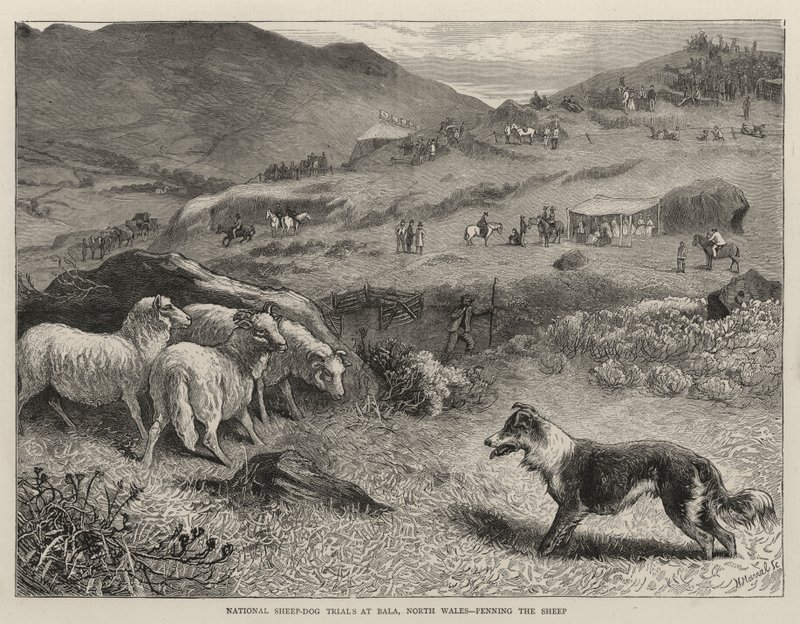 Nasjonale sau-hundprøver i Bala, Nord-Wales, Penning the Sheep av Samuel Edmund Waller