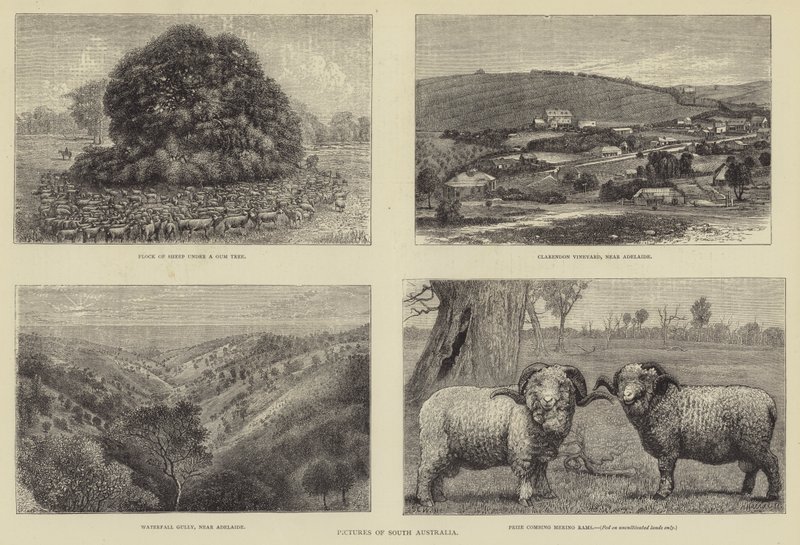 Bilder av Sør-Australia av Samuel Edmund Waller