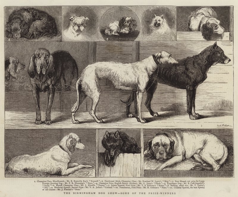Birmingham Dog Show, noen av prisvinnerne av Samuel Edmund Waller