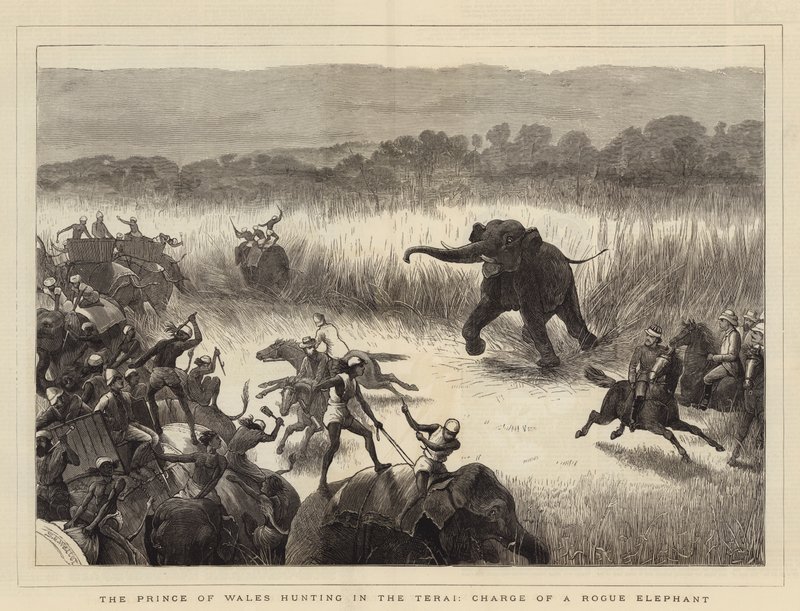 Prinsen av Wales jakter i Terai, Charge of a Rogue Elephant av Samuel Edmund Waller