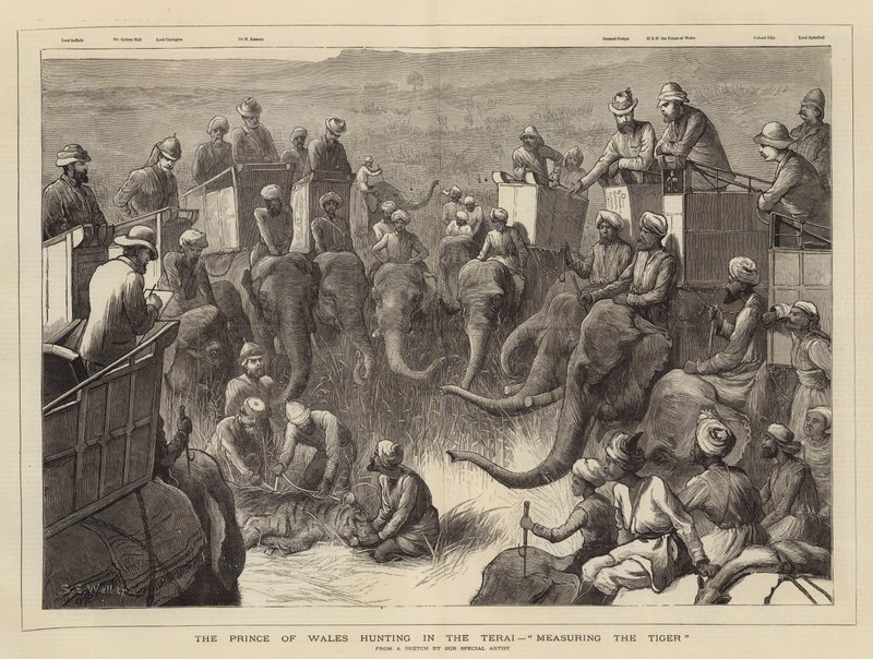 Prinsen av Wales jakter i Terai, måler tigeren av Samuel Edmund Waller