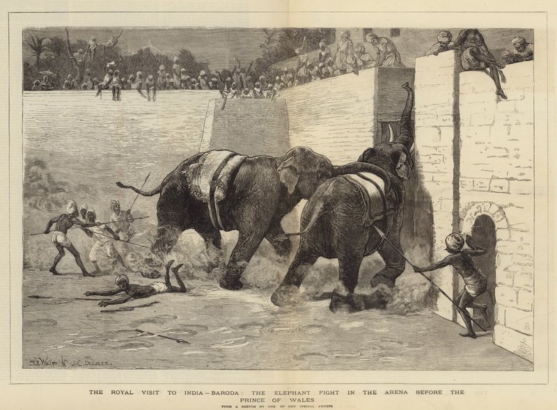 Det kongelige besøket til India, Baroda, elefantkampen i arenaen før prinsen av Wales av Samuel Edmund Waller