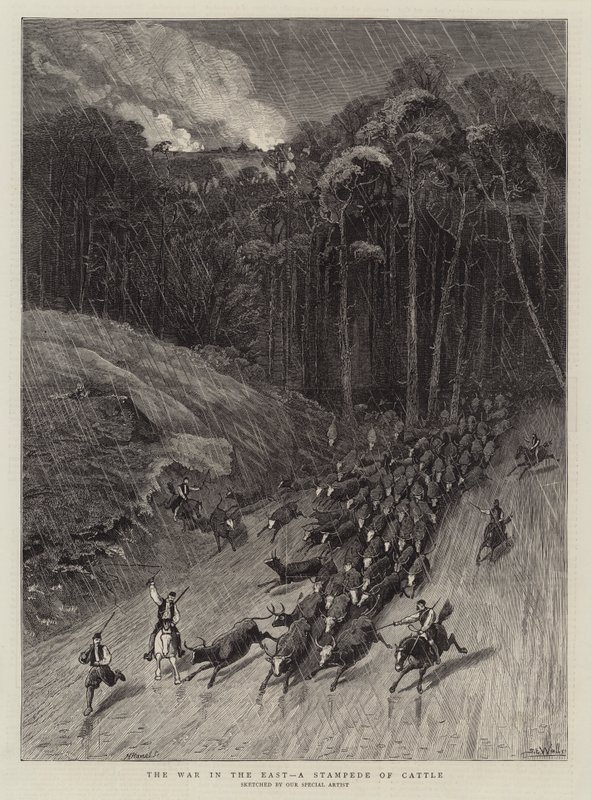 Krigen i øst, et stormløp av storfe av Samuel Edmund Waller