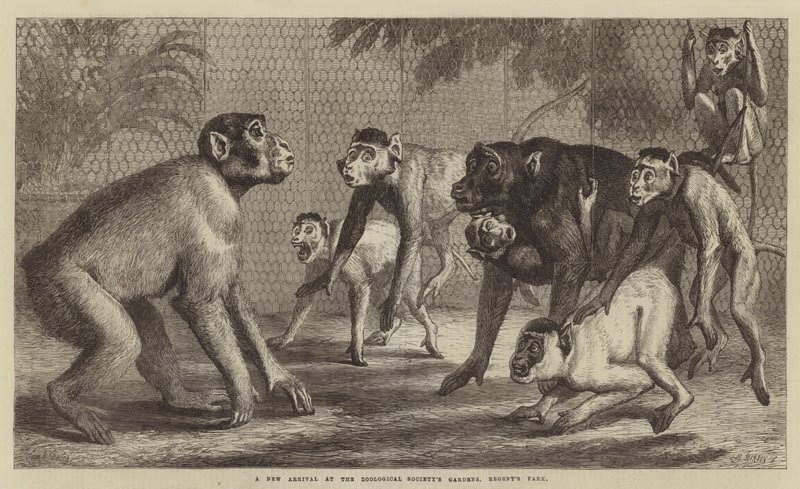 En ny ankomst til Zoological Society