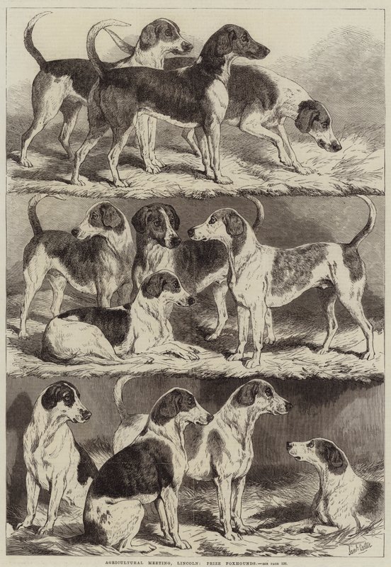 Agricultural Meeting, Lincoln, Prize Foxhounds av Samuel John Carter
