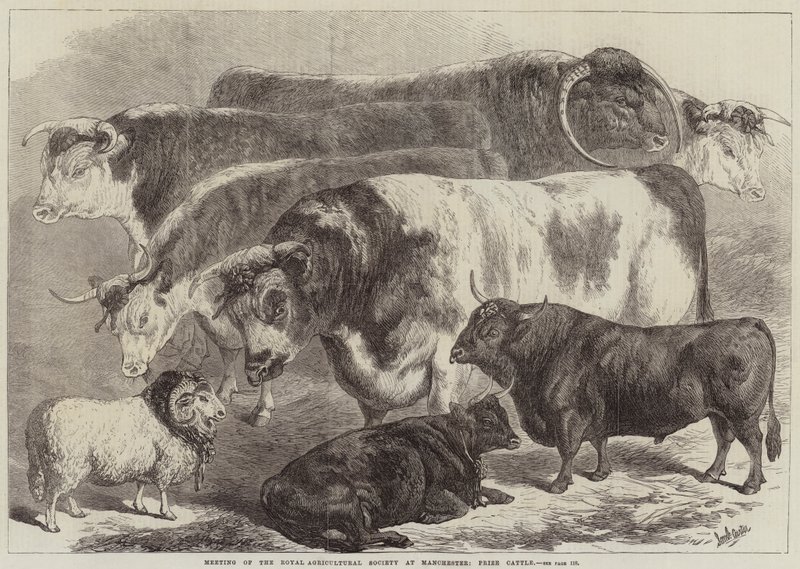 Møte i Royal Agricultural Society i Manchester, Prize Cattle av Samuel John Carter