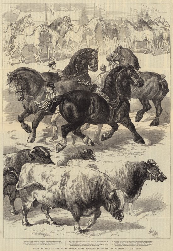 Premiedyr på Royal Agricultural Societys internasjonale utstilling i Kilburn av Samuel John Carter