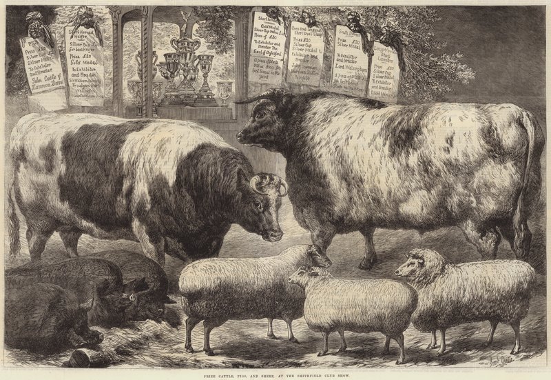 Premie storfe, griser og sauer, på Smithfield Club Show av Samuel John Carter