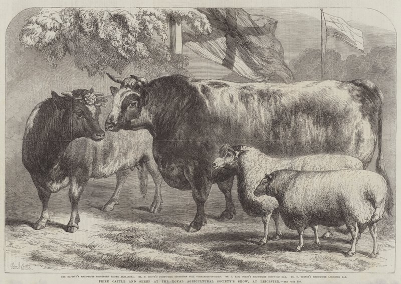 Premie storfe og sau på Royal Agricultural Society's Show, i Leicester av Samuel John Carter