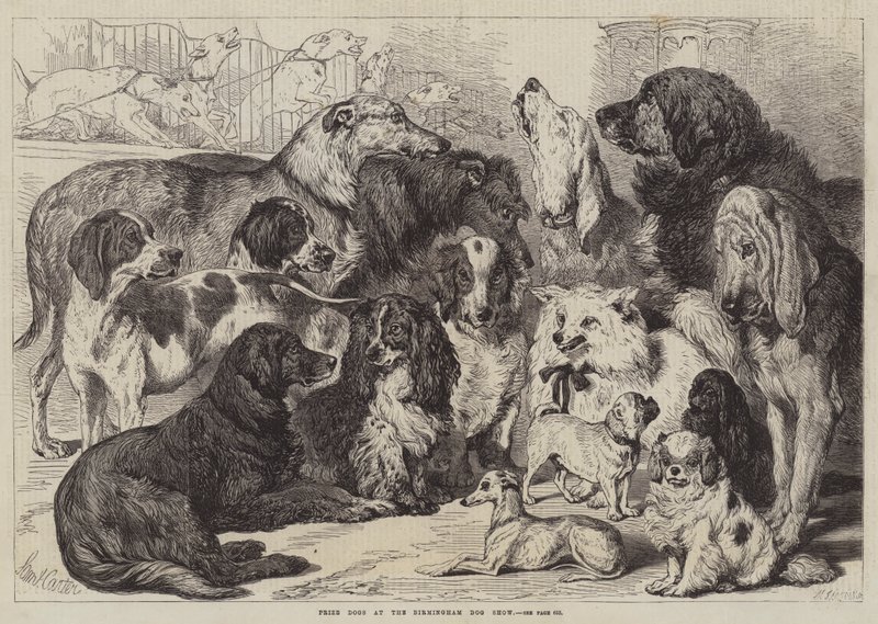 Premiehunder på Birmingham Dog Show av Samuel John Carter