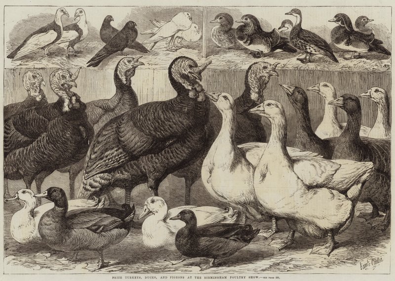 Premie kalkuner, ender og duer på Birmingham Poultry Show av Samuel John Carter