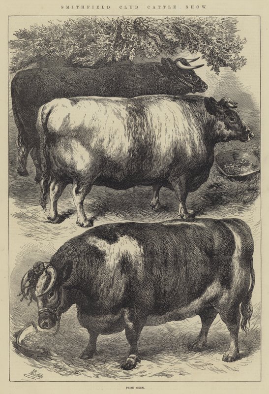 Smithfield Club Cattle Show, Prize Oxen av Samuel John Carter