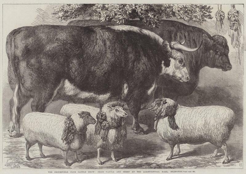 Smithfield Club Cattle Show, premie storfe og sauer i Agricultural Hall, Islington av Samuel John Carter
