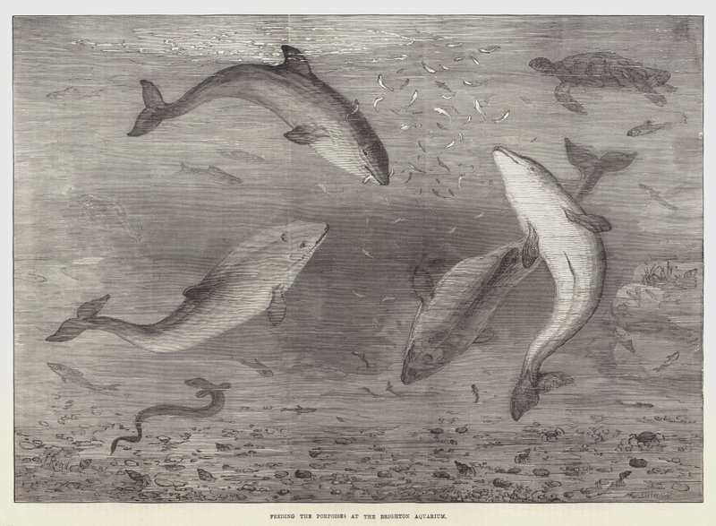 Feeding the Porpoises at the Brighton Aquarium  av Samuel Read