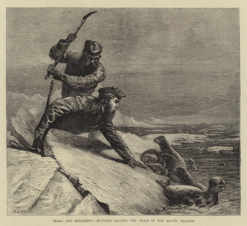 Seler og selskinn, jegere som dreper selene i de arktiske områdene av Samuel Edmund Waller