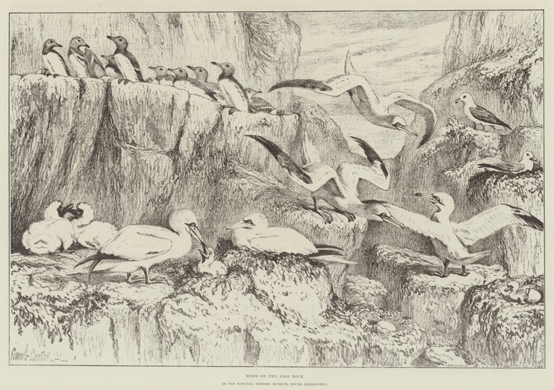 Birds on the Bass Rock, i Natural History Museum, South Kensington av Samuel John Carter