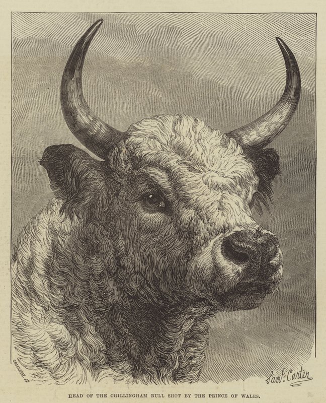 Leder av Chillingham Bull skutt av prinsen av Wales av Samuel John Carter