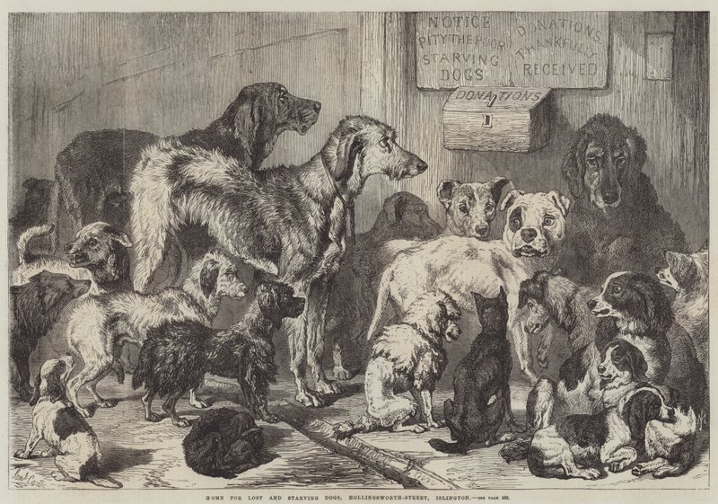 Hjem for tapte og sultne hunder, Hollingsworth-Street, Islington av Samuel John Carter