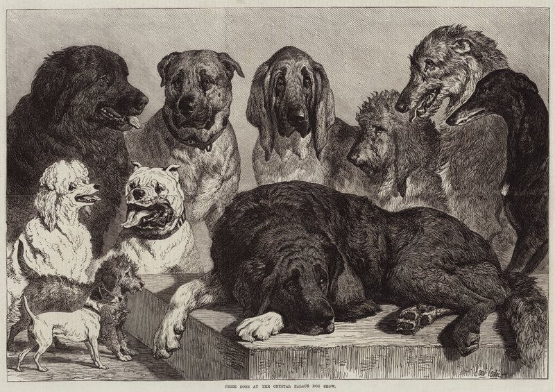 Premiehunder på Crystal Palace Dog Show av Samuel John Carter