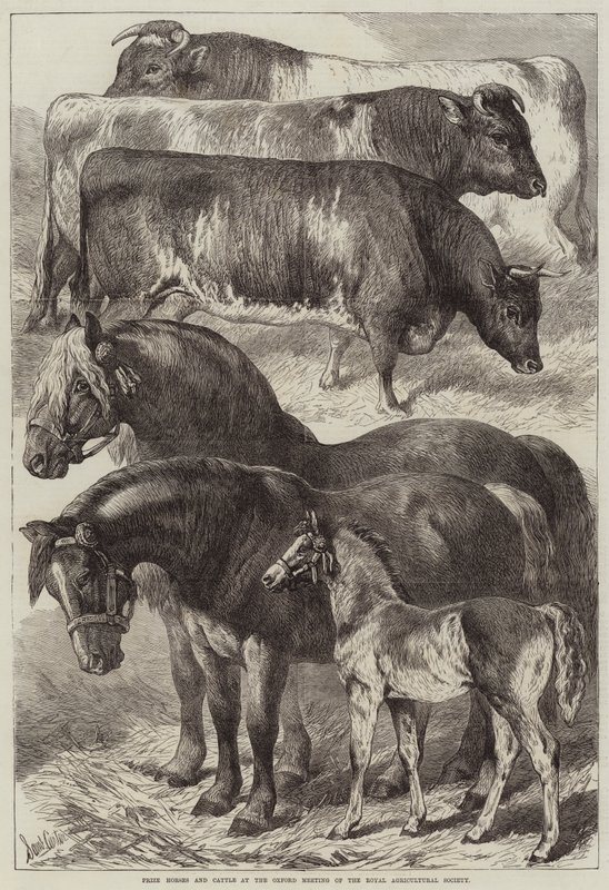 Prishester og storfe på Oxford Meeting of the Royal Agricultural Society av Samuel John Carter