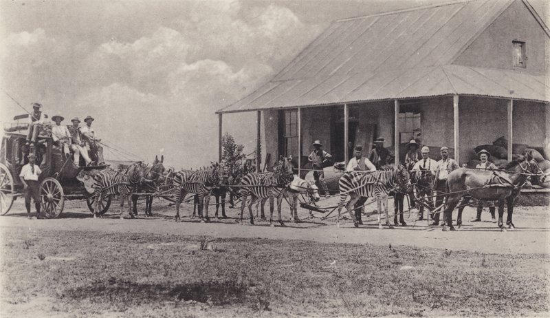 Et nytt transportmiddel, sebraer for å tegne posttreneren (s/hvitt-bilde) av South African Photographer